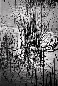 Image description is not available for 2010.016